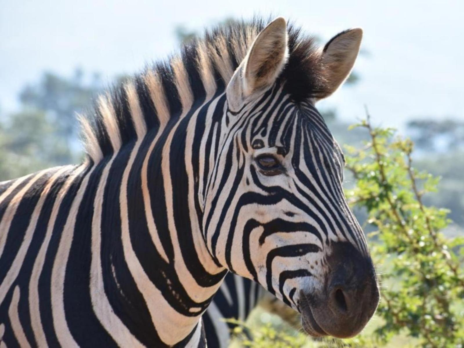 Ihlozi Bush Lodge Хлухлуве Екстериор снимка